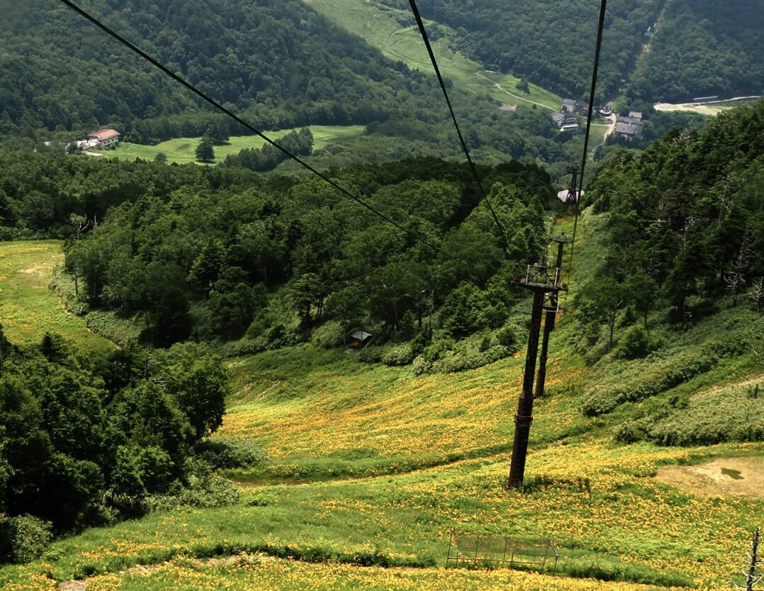 【開花情報】志賀高原の高山植物、2026年は例年より早めの見頃に