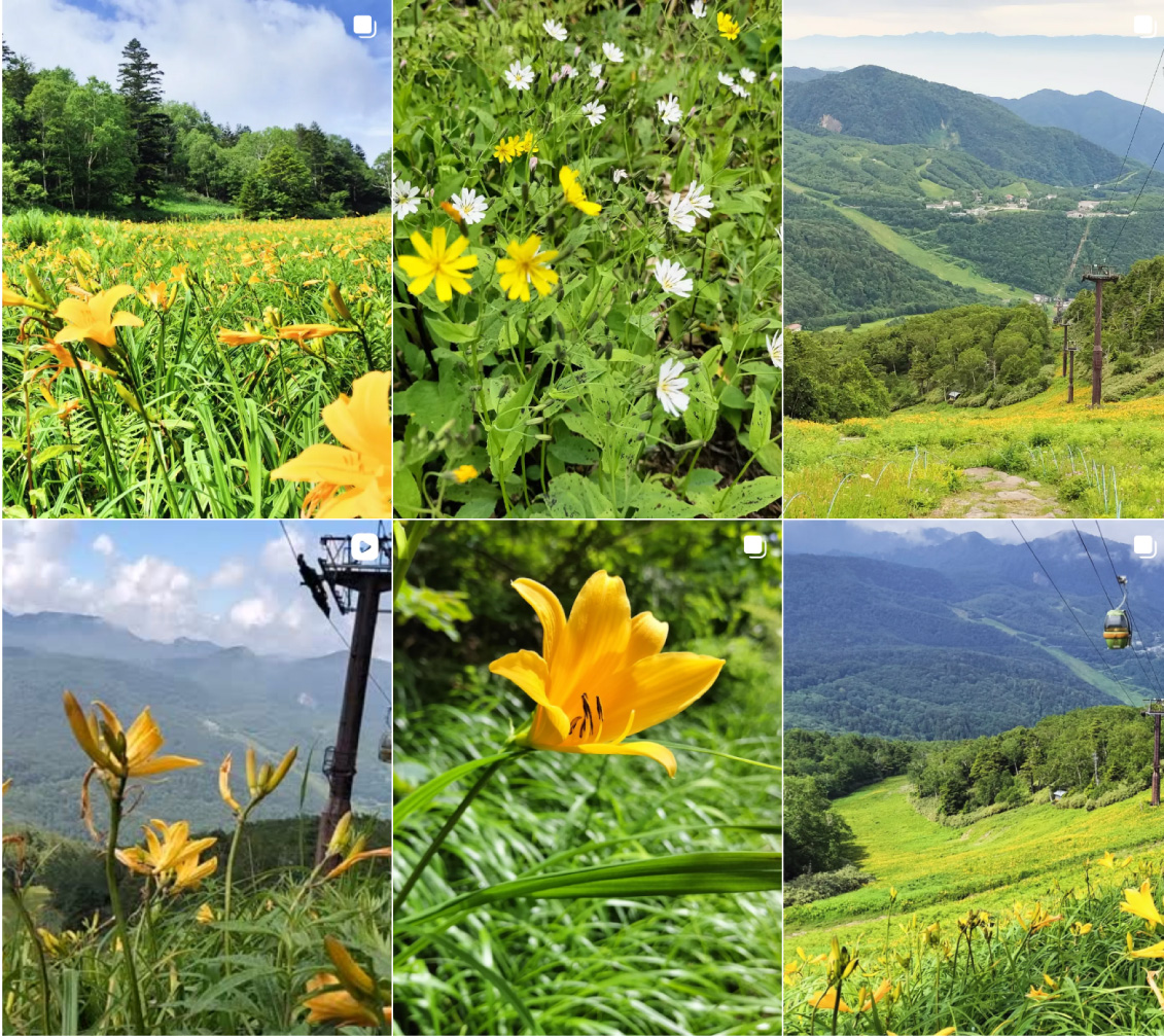 【2026年見頃】東館山高山植物園｜ニッコウキスゲの群生・アクセス・料金