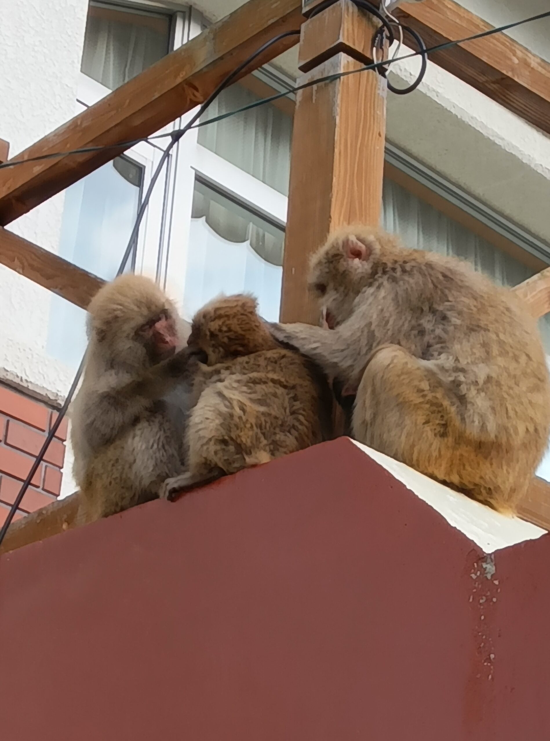 【夏の地獄谷野猿公苑】料金・開苑時間・一の瀬からの行き方と、子ザルに会える理由